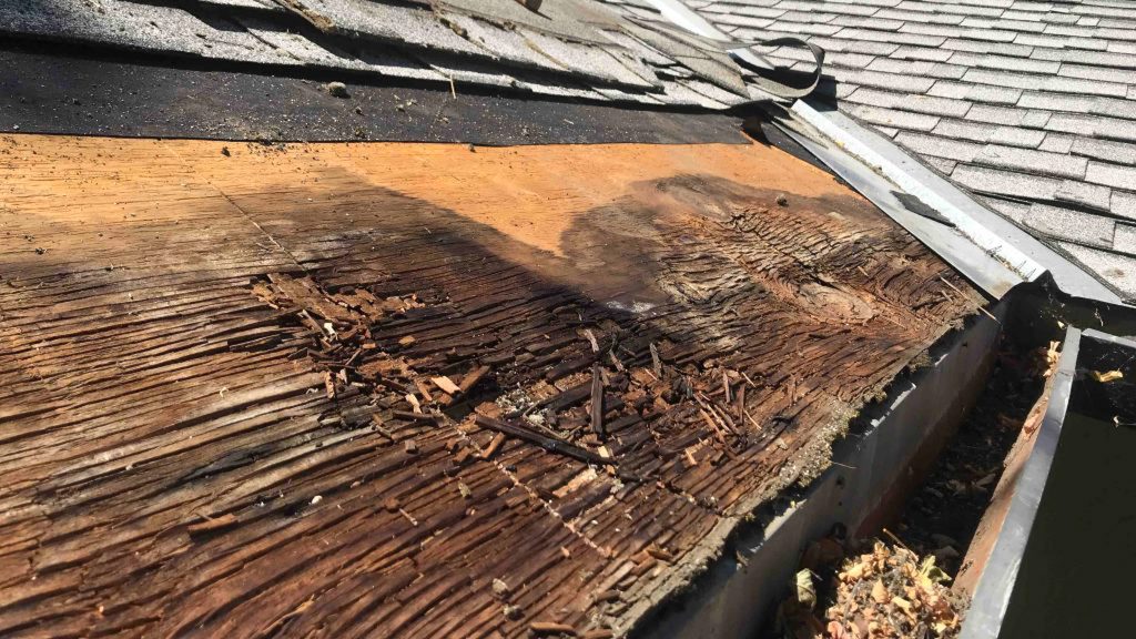 roof rot